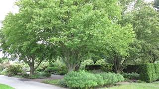 Cercidiphyllum japonicum - Katsura - Eva Monheim 2020 09 09 #trees #gardening #foryou #tree