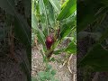 corn 🌽 🌽 🧈 #farming #nature #agriculture 28 October 2025