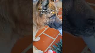 Comment “DOGGY” if you want one ⬇️🐶#pets #dogs #dogsoftiktok #dogtoys #giftsideas