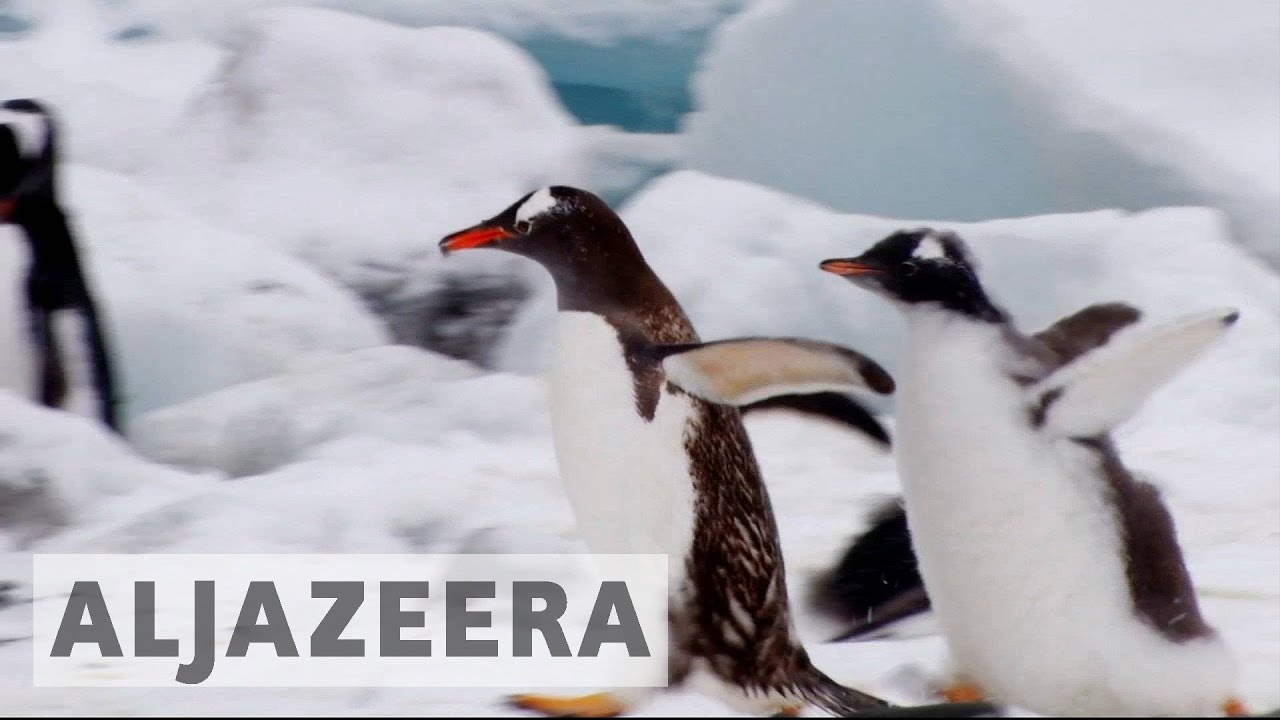 أكبر محمية بحرية في العالم تم الإعلان عنها في المحيط المتجمد الجنوبي