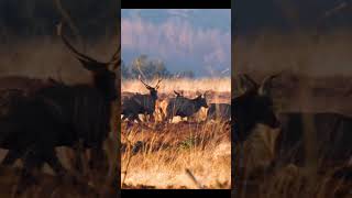 Flock Of Deers On A Beautiful Morning