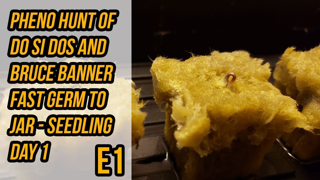 Pheno Hunt Do Si Dos And Bruce Banner FAST Germ To Jar - Seedling Day 1 - E1