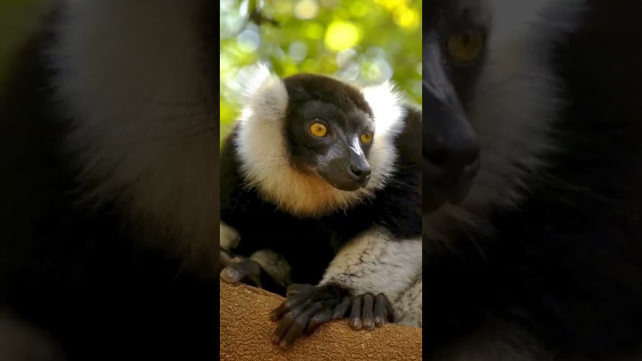 world's curious creatures part3 