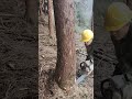 🪵 Wood Cutting Master