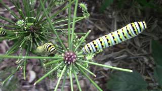 Black Swallowtail Caterpillars on a Carrot Plant and Fennel Plants