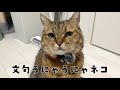 うにゃうにゃ文句を垂れてる猫にピンマイクを付けてネコ言葉を聞いてみた。