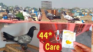 Kabootar Ko Ghar Ka Paka Karna Sath Breeder Kbootar Ki Care | Hashim Mahmood Pigeons
