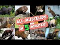 Mustelidae P1 : Family of Fiercest Carnivores (Wolverine, Tayra, Marten, Fisher)