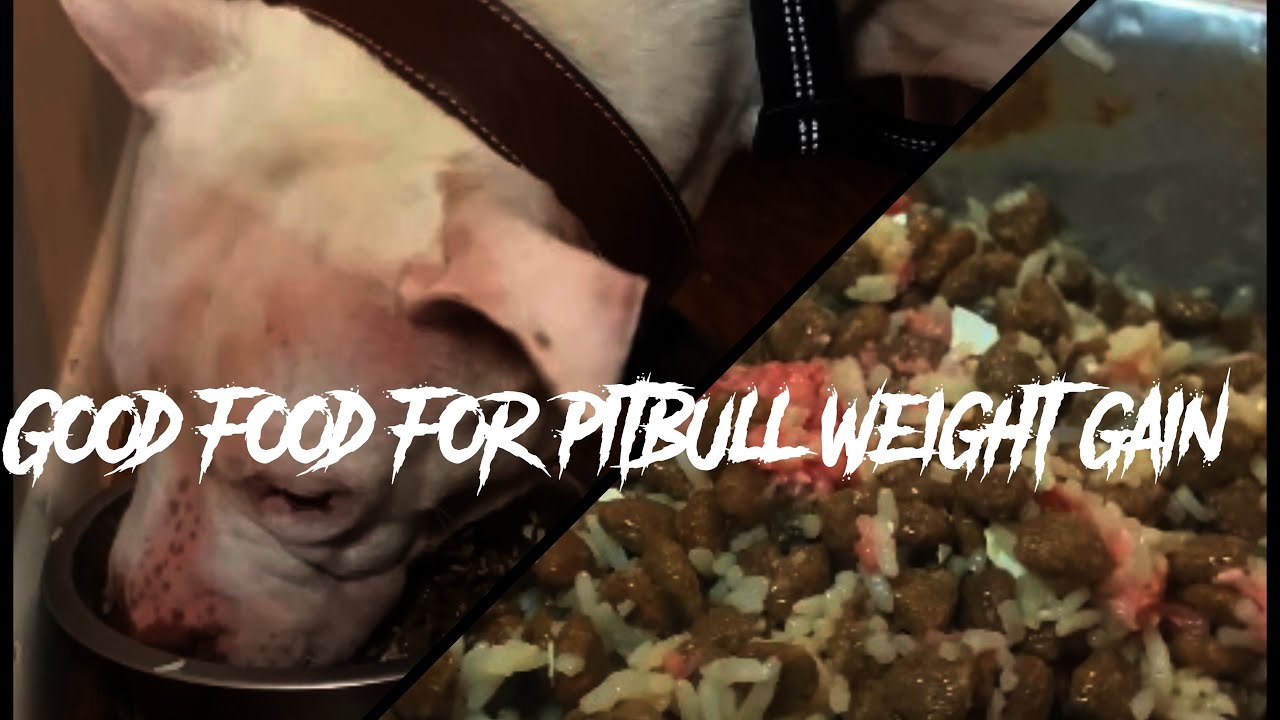 Great Food for PITBULL Weight Gain YouTube