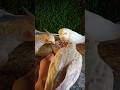 Adorable cockatiel parrot 🐦😍 #shorts #cockatiel #yellowcockatiel48