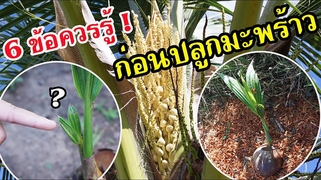 6 ข้อควรรู้ก่อนปลูกมะพร้าว ให้ติดลูกดก!