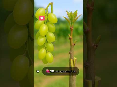 داليه العنب لا تثمر او حبها صغير او ورقها لا يصلح للطبخ شاهد ماذا فعلنا  زراعة 