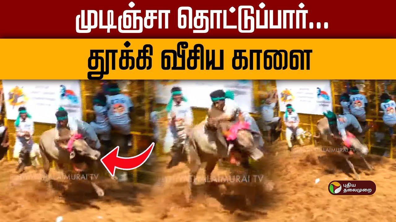 Avaniyapuram Jallikattu  | முடிஞ்சா தொட்டுப்பார்... தூக்கி வீசிய காளை! | PTD