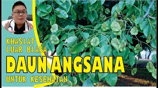 HEALTH BENEFITS OF NARRA LEAVES