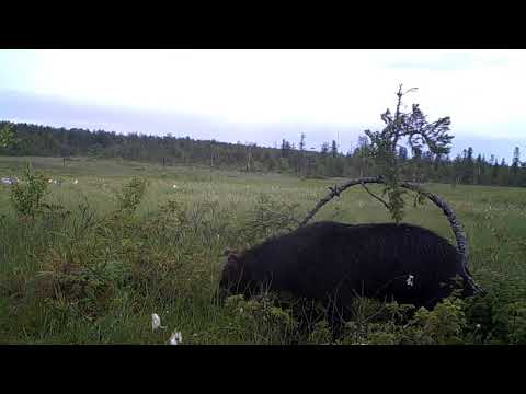 Video: Menettää Metsästyshaluani Karhun Ansiosta