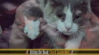 Dolphin Starcube All About Yoshi