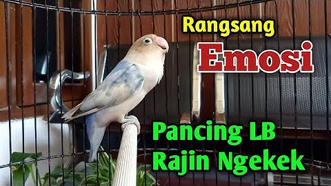 Pancingan Lovebird Ngekek Panjang, Rangsang EMOSI Lovebirdmu Agar Kembali GACOR dan SERING NGEKEK