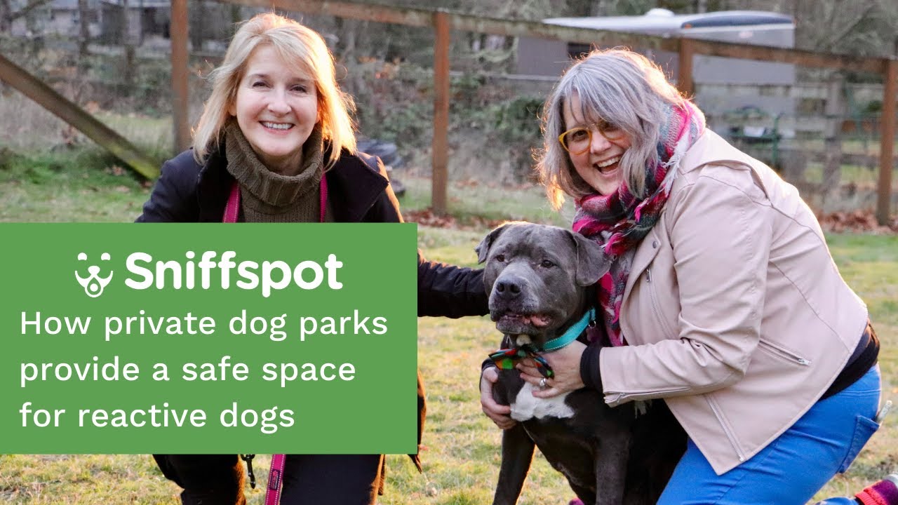 Renting a Private Dog Park as a Safe Space for Reactive Dogs to Play