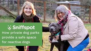 Renting A Private Dog Park As A Safe Space For Reactive Dogs To Play