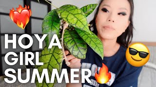 Summer Hoya growth updates!