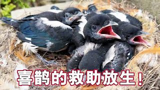 The complete rescue process of 5 magpies