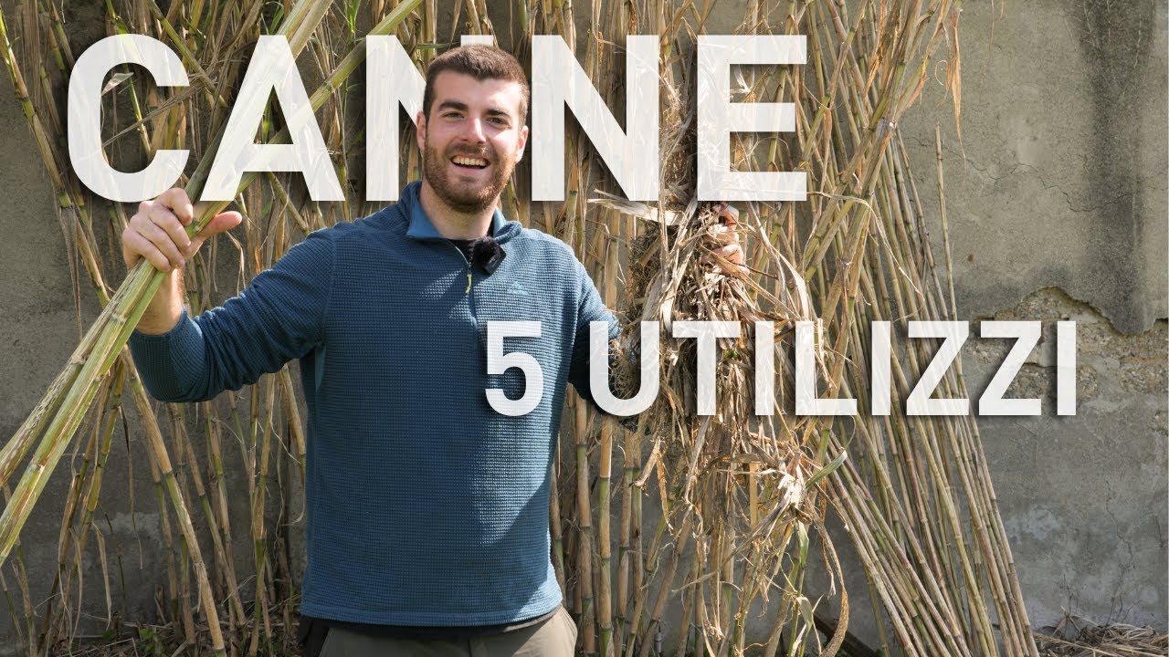 CANNA COMUNE, 5 utilizzi per ORTO e GIARDINO (Arundo donax)