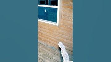 He Wasn’t Invited #reolink #homesecurity #cctv #wildlife #fypage