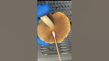 How to Collect Mushroom Spores: Spore Swab #shorts #growyourown #mushroom #spores