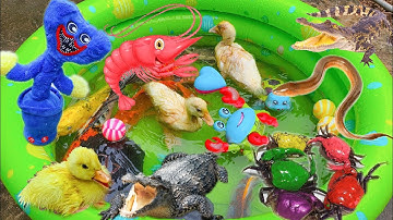 Bắt Cá Mập Dưới Ao Cùng Thỏ Vlog, Con Vịt Bơi Dưới Ao Bèo Tập 3