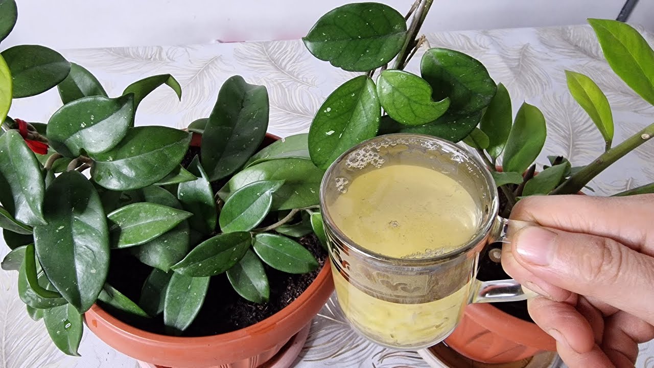 BUNA ÇOK ŞAŞIRACAKSIZ😉 DOĞAL GÜBRE DEVRİMİ💫 1 BARDAK VERİN