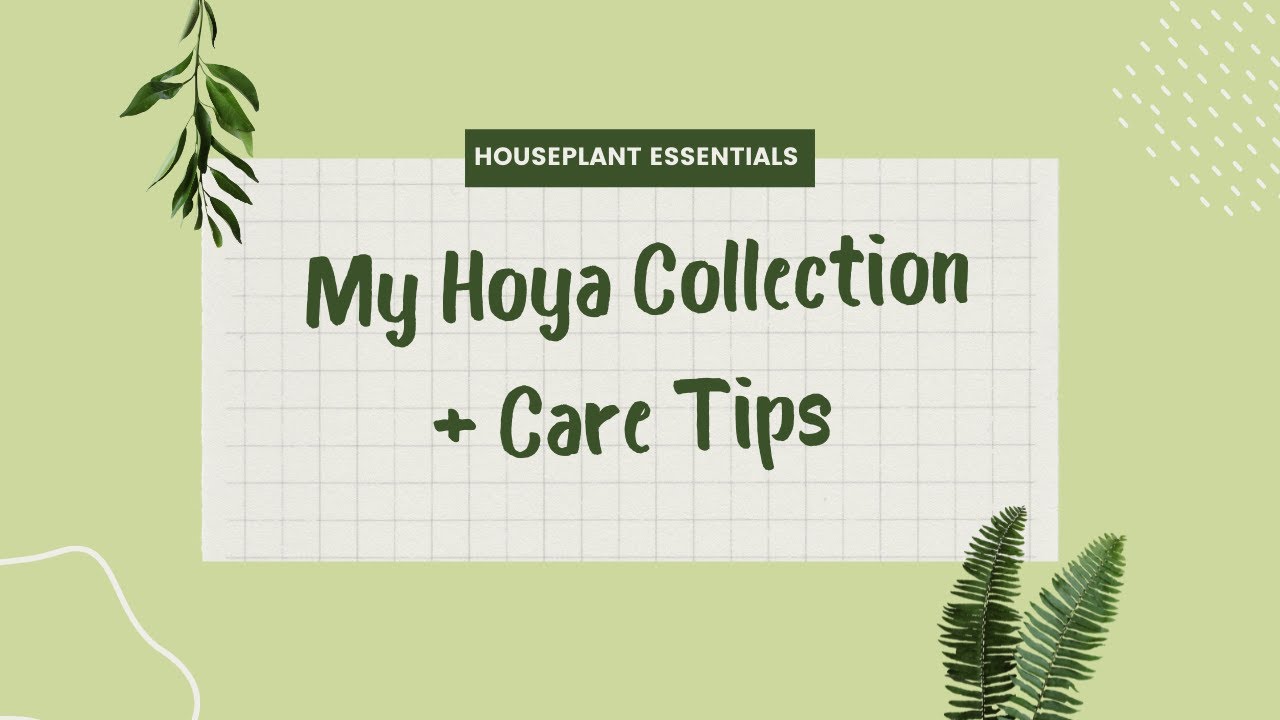 My Hoya Collection + Care Tips | Houseplant Essentials