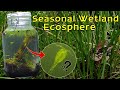 Creating a Seasonal Wetland Ecosphere! │INSTANT LIFE and RARE Copepods!