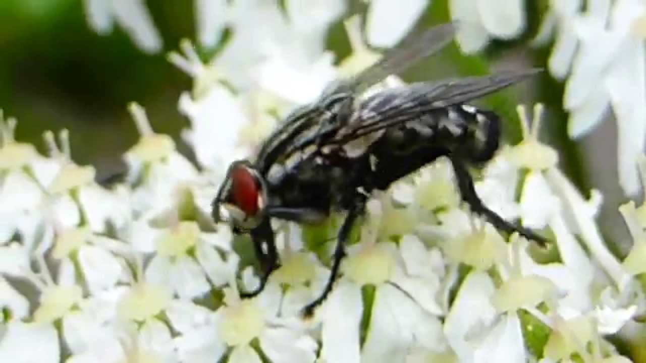Flesh Fly - Scathophaga - Hræbokka - Hræfluga - Maðkafluga - Skordýr