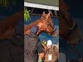 Top Kentucky Derby Contender Further Ado Takes a Bath