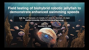Field testing of biohybrid robotic jellyfish to demonstrate enhanced swimming speeds