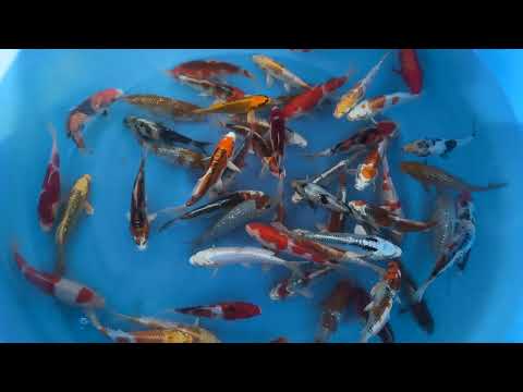 2023 FUK 002 Fukasawa Tosai HQ Mix 13 16 Cm SAMPLE