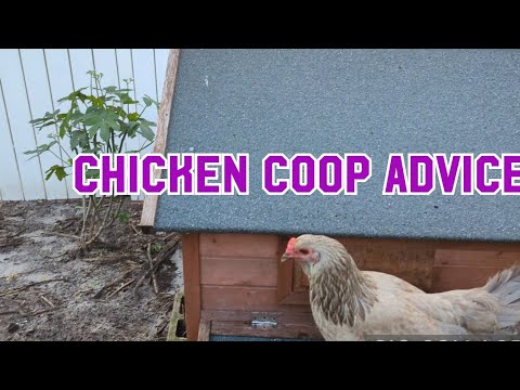 CALLING ALL MY CHICKEN EXPERTS!  I NEED ADVICE!