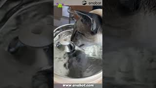 Rola Fountain Is The Purrfect Gift For Cat Lovers This Holiday Season