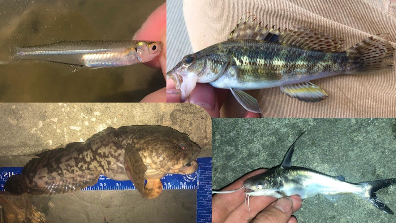 Multi Species Fishing Across Coastal 6 New PhotoLifers YouTube