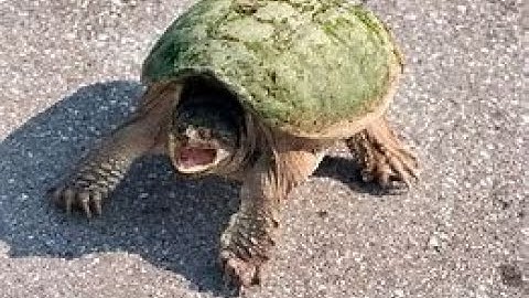 Massive base raid on Toxiss.net