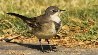 Download Lagu Cape Wagtail's cheerful song MP3