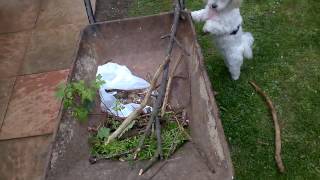 Will my Puppy get its' Stick back? by Kelly Smith 61 views 7 years ago 1 minute, 53 seconds