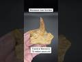 Mosasaur Jaw Fossil