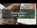 How to grow canna from bag tubers