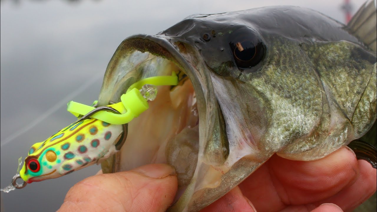How to fish a frog for bass! YouTube