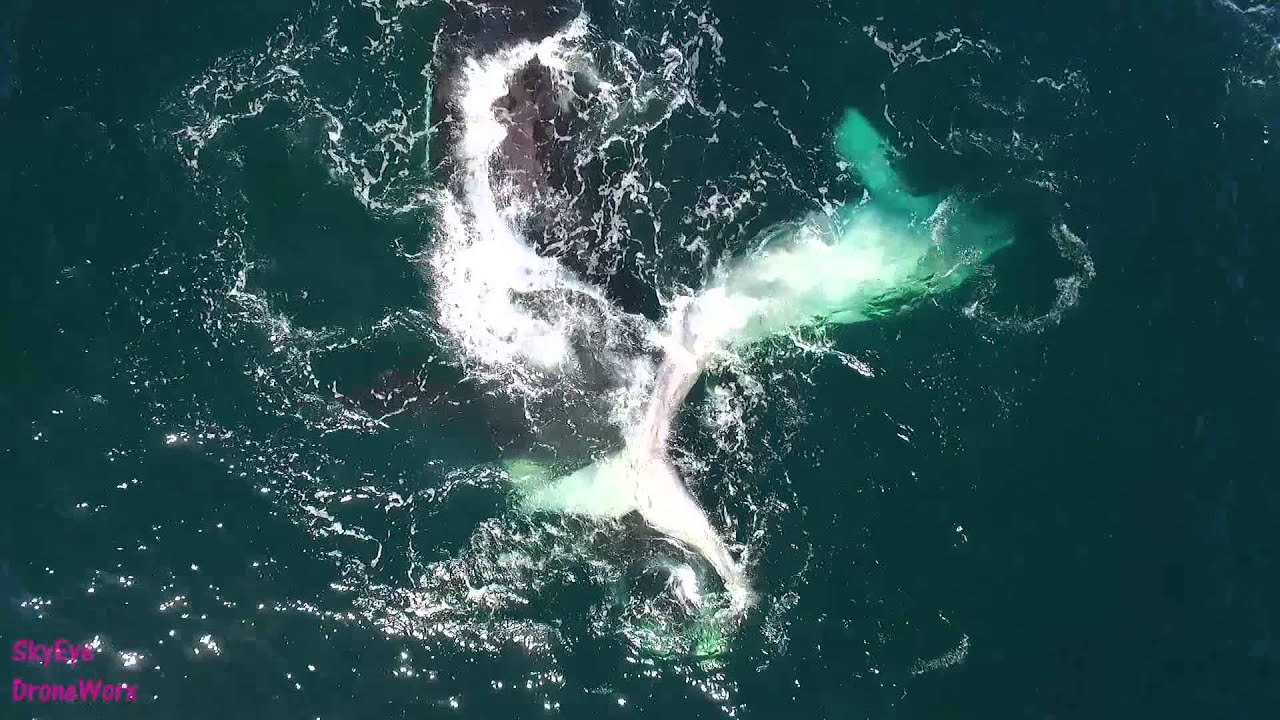Drone to Rare Albino Southern Right Whale Calf - - YouTube