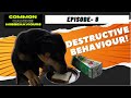Ep 8. Destructive behavior in dogs // CCM // Dog Mantra By Aakash Shukla #dogpsychology
