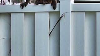 Celebrity Monkey Struts Along Florida Fence as Police Warn Locals Not to Interact Wealth
