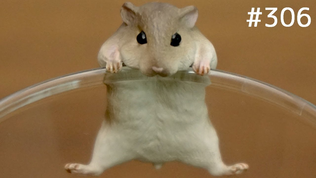 コップのフチのハムスター Putitto Hamster Fuchico On The Cup Youtube コップのフチのハムスター Putitto Hamster Fuchico On The Cup Youtube