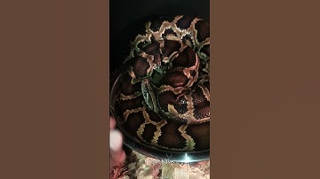 BURMESE Python handling tips